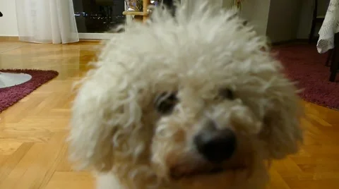 Playing With Dog Bichon Fetch Stock Footage 46874940