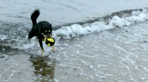 Playing dog Stock Footage 37890482