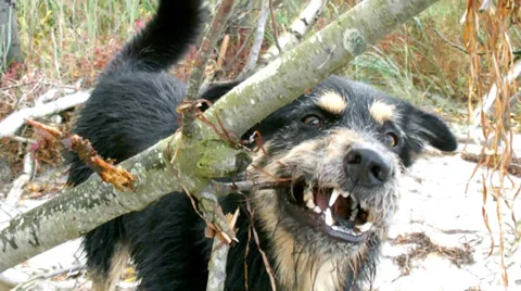 Playing dog Stock Footage 37892909