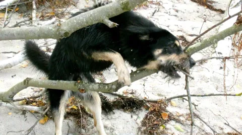 Playing dog Stock Footage 37893859