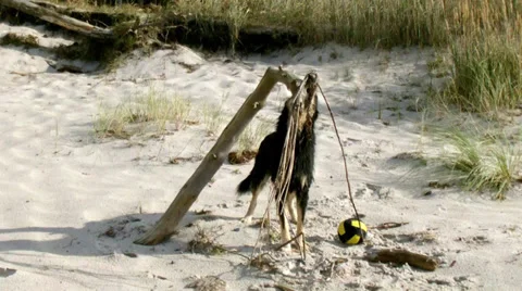 Playing dog Stock Footage 37901926