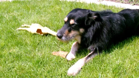 Playing dog Stock Footage 37902242