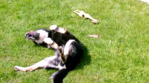 Playing dog Stock Footage 37902749