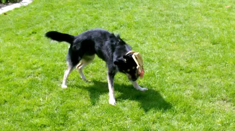 Playing dog Stock Footage 37903281