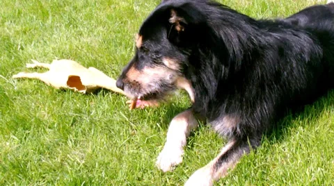 Playing dog Stock Footage 37906423