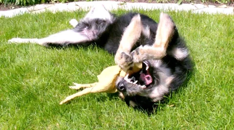 Playing dog Stock Footage 37910819