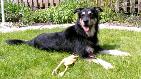 Playing dog Stock Footage 37911903