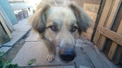 Playing dog. Stock Footage 52921876