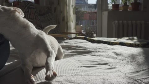 Playing with the dog Stock Footage 148179146