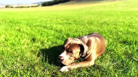 Playing dog 스톡 동영상 239451097