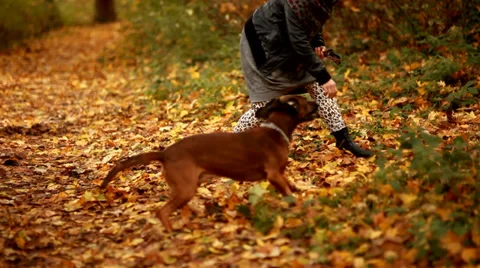 Playing with dog in park Stock Footage 32274623