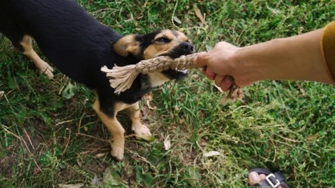 Playing with a dog in the park. Stock Footage 116028597