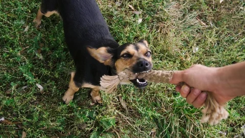 Playing with a dog in the park. Stock Footage 116028620