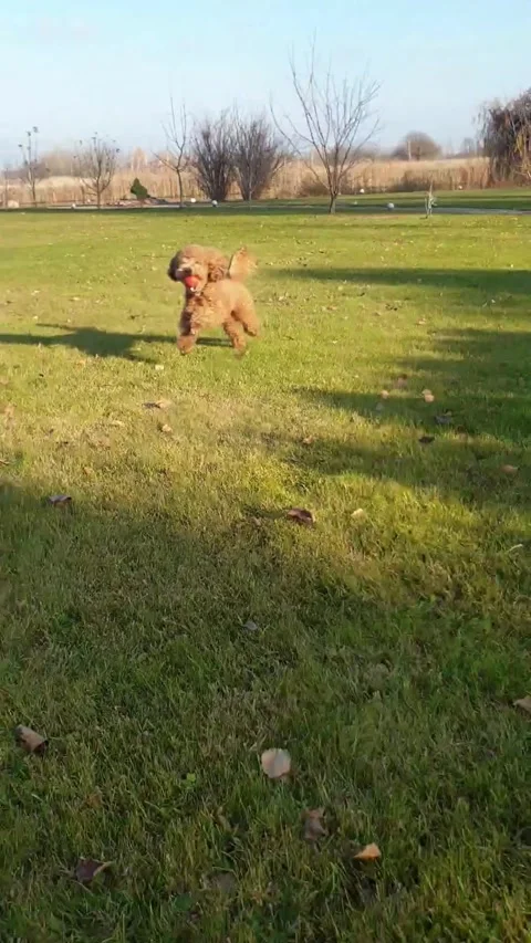 Playing with dog in the park. Stock Footage 329227683