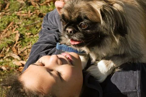 Playing With Dog Stock Photos