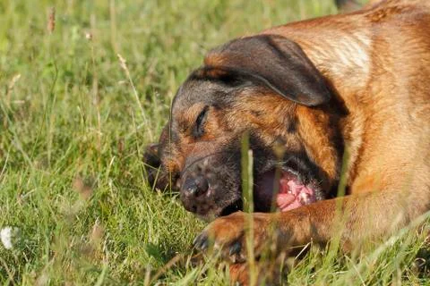 Playing dog Foto stock