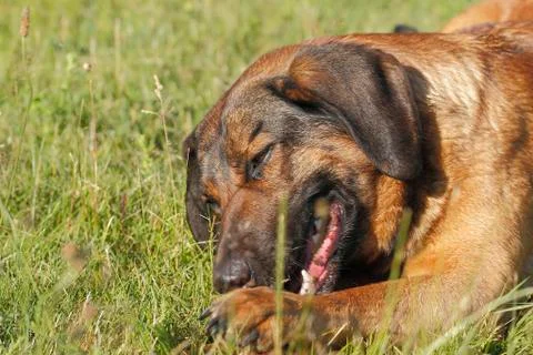 Playing dog Stock Photos