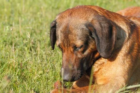 Playing dog Stock Photos
