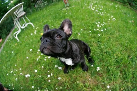 Playing dog Stock Photos