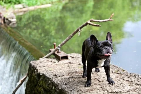 Playing dog Foto stock