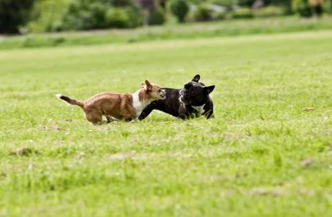 Playing dog Stock Photos