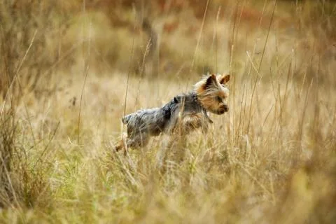 Playing dog Stock Photos