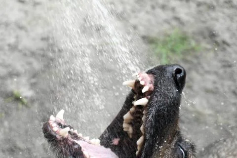 Playing  dog Stock Photos