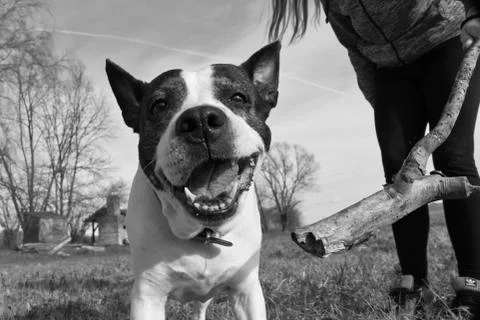 Playing with the dog Stock Photos