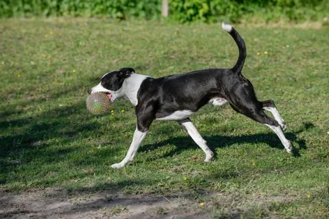 Playing Dog Stock Photos