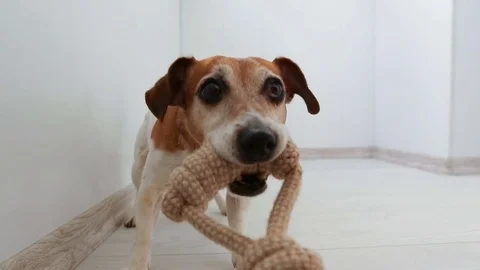 Playing dog pulling rope Vídeo Stock 73017687