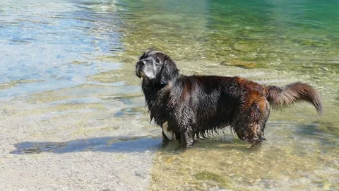 Playing with a dog in the river, slow motion Stock Footage 156739715