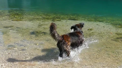 Playing with a dog in the river, slow motion Stock Footage 156739754