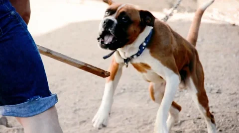 Playing with a dog on the street Stock Footage 49644502