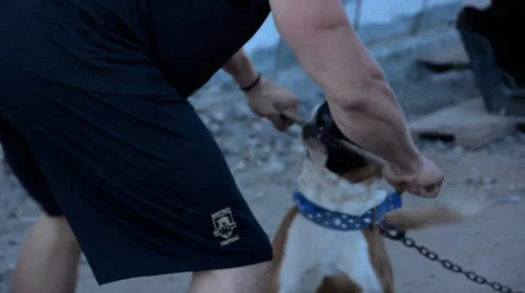 Playing with a dog on the street Stock Footage 49659516