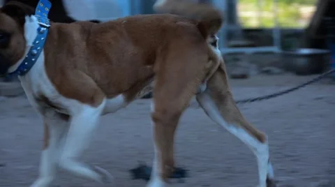 Playing with a dog on the street Stock Footage 49659542