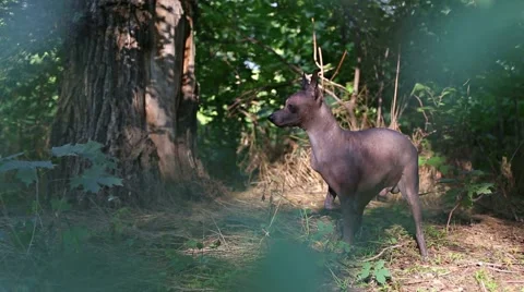 Playing dog in the yard Stock Footage 53738797