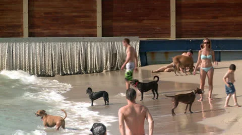 Playing with Dogs at the Beach Stock Footage 22640170
