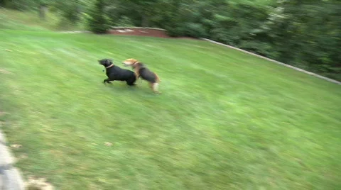 Playing Dogs Stock Footage 811354