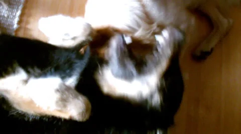Playing dogs Stock Footage 37909001
