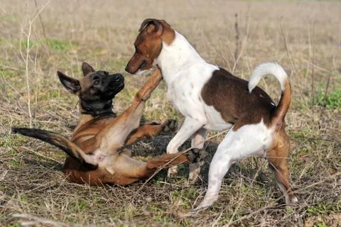 Playing dogs Stock Photos