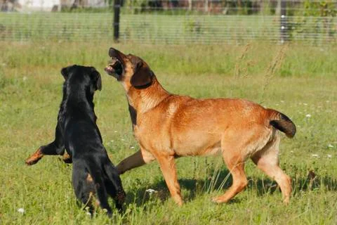 Playing dogs Foto stock