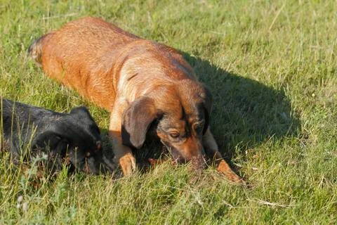 Playing dogs Stock Photos