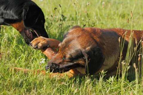 Playing dogs Stock Photos