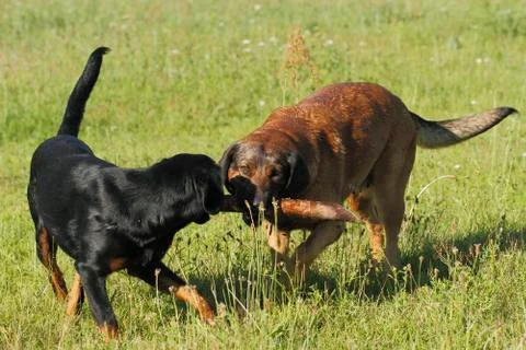 Playing dogs Stock Photos