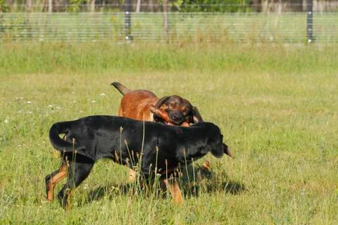 Playing dogs Stock Photos