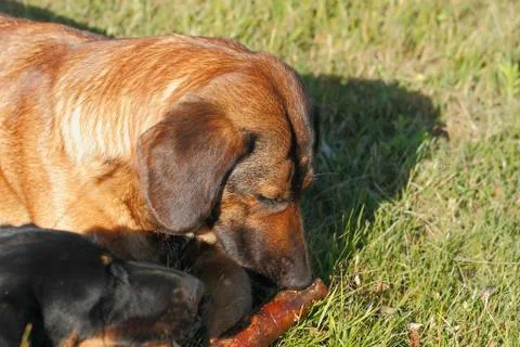 Playing dogs Stock Photos