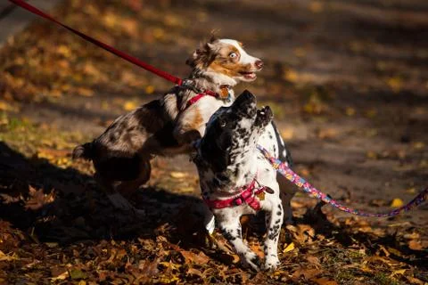 Playing dogs Stock Photos