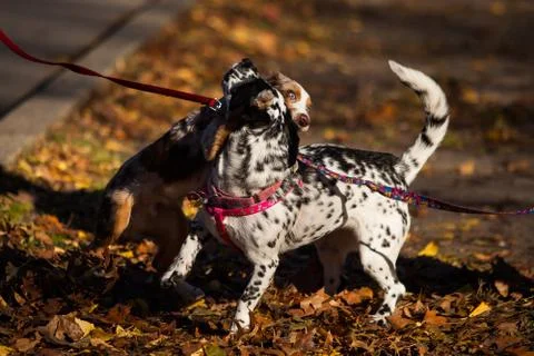 Playing dogs Stock Photos