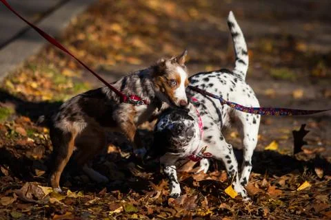 Playing dogs Stock Photos