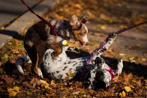 Playing dogs Stock Photos